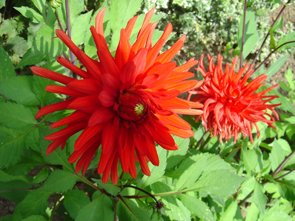 fleurs pour mon site 026
